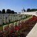 A military graveyard with rose bushes and a series of tombstones